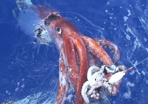 Giant Squid: Caught On Camera! Discovery Channel Tonight! « Mark ...