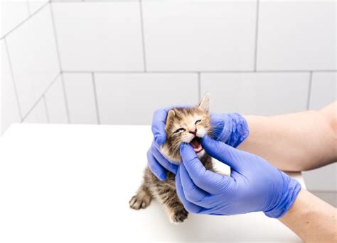 Feline Leukemia Virus (FeLV) | PetMD