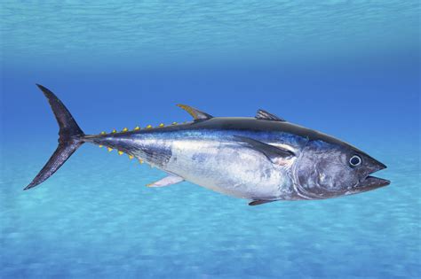 Why Some Chefs Just Can't Quit Serving Bluefin Tuna : The Salt : NPR