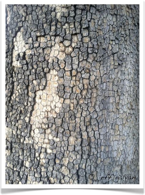 American Sycamore – Identify by Bark | Boulder Tree Care - Pruning ...