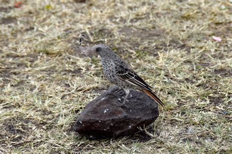 Maasai Mara Bird with Feather | World-Adventurer