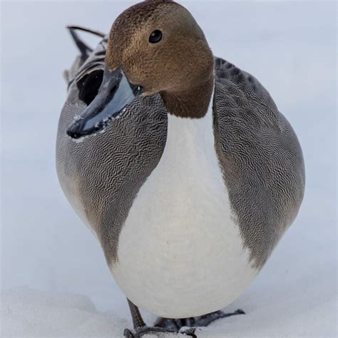 Pintail Ducks - Mark Eccleston Photography