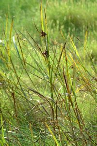 Wetland Plants - Low Salt Marsh