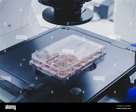 observing cell culture plate under a microscope Stock Photo - Alamy