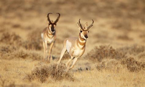 Pronghorn | Species | WWF