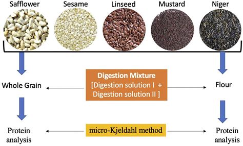 Frontiers | A Quick Analysis Method for Protein Quantification in ...