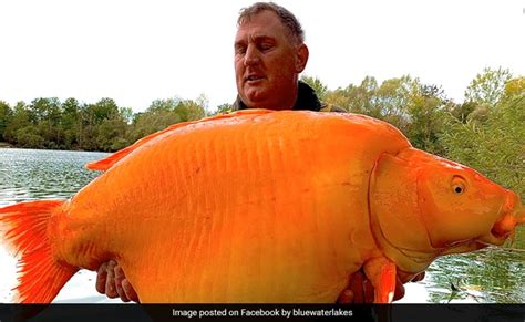 British Fisherman Catches A Whopping 30 Kg Goldfish, Could Break World ...