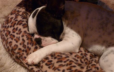 Two French Bulldogs: Sleeping Baby