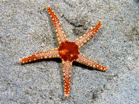 Starfish - Wikipedia