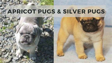 Pug Mixes Archives - PUGS QUEST