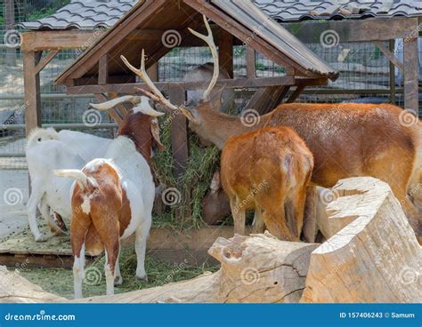 Feeding of Animals in the Zoo Editorial Stock Photo - Image of feeding ...