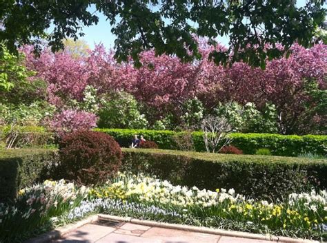 Spring Splendor in Central Park's Conservatory Garden