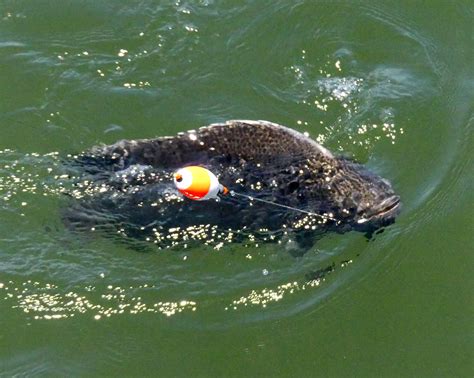 Fall Tripletail Fishing Tips | Great Days Outdoors