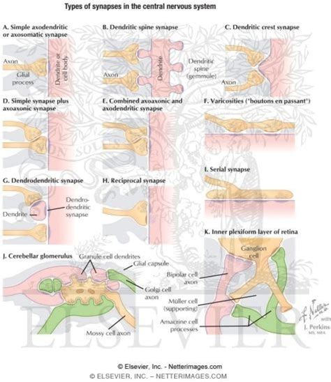 Types of Synapses