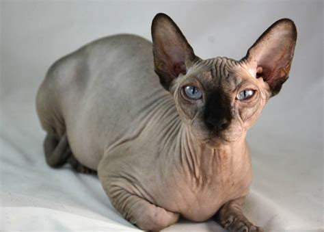 Top 10 cat breeds that live the longest