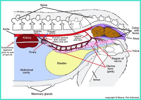 Cat Mammary Glands Anatomy - Fin Construir