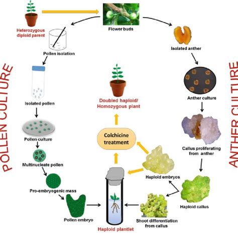 3 Androgenesis mediated production of doubled haploid plants | Download ...