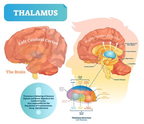 Thalamus | Definition, Anatomy, Function, & Disorders - Simply Psychology