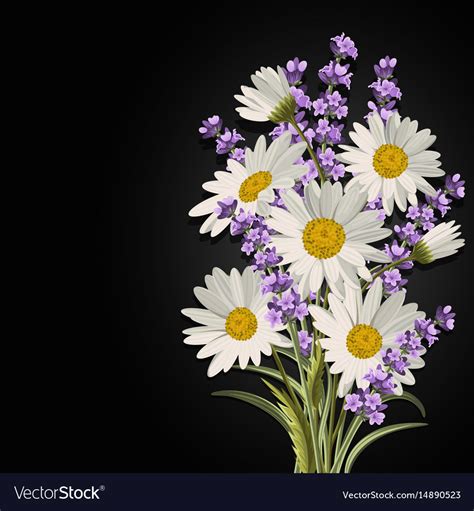 Beautiful daisies and lavender flowers Royalty Free Vector