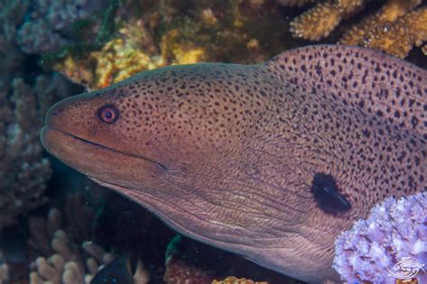 Giant Moray Eel-Facts and Photographs | Seaunseen