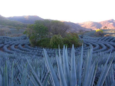 Sistema productivo La ruta del tequila en Jalisco, Mexico. | Agave ...