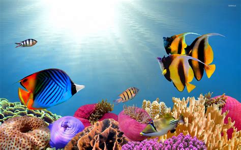 Tropical fish wallpaper - Animal wallpapers - #27565