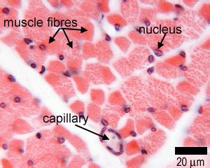 Muscle: The Histology Guide