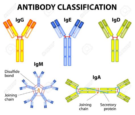 Antibody: Structure, classes and functions