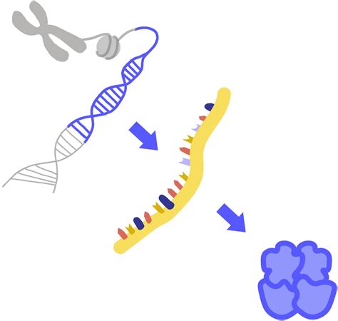 Prokaryote Gene Expression at the Initiation of Transcription - Food ...