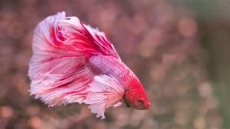 Live Bloodworms For Betta - Are They Safe?