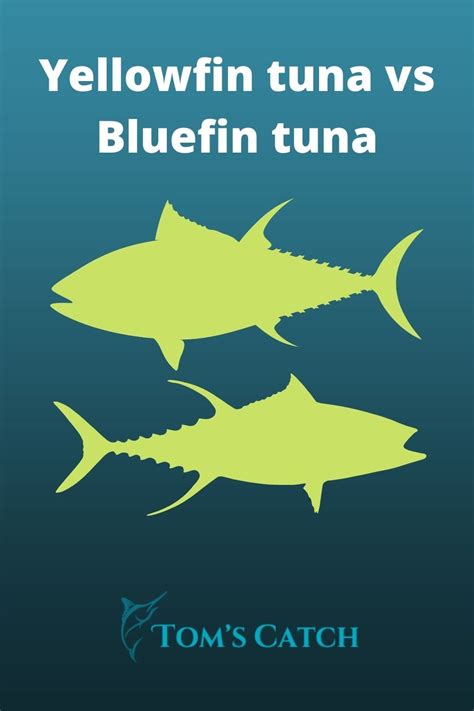 Tuna Battle: Yellowfin vs Bluefin