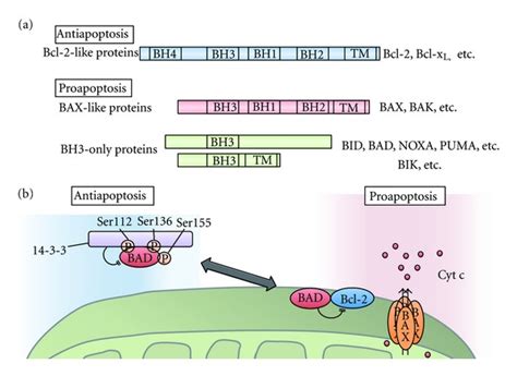 Bcl-2 family in apoptosis. (a) The domain structure of three classes of ...