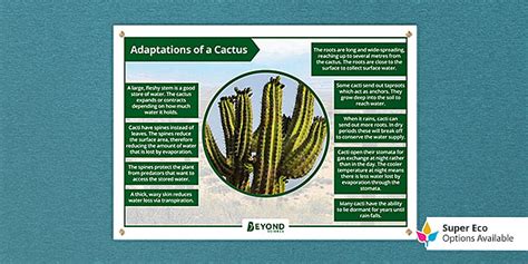 Cactus Adaptations Display Poster | Beyond (profesor hizo)