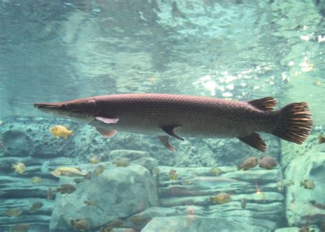 File:Alligator Gar 10.JPG - Wikimedia Commons