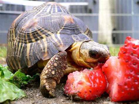 What Tortoises, Aquatic and Box Turtles Eat : Feeding & How Often