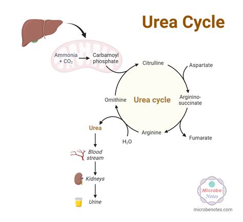 Urea Cycle: Functions, Steps, Products, Regulation, Disorders