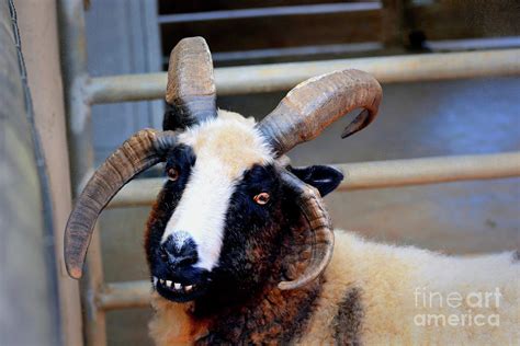 Four-horned Jacob sheep Photograph by Savannah Gibbs - Pixels