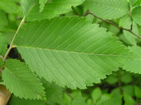 Native Trees of Indiana River Walk