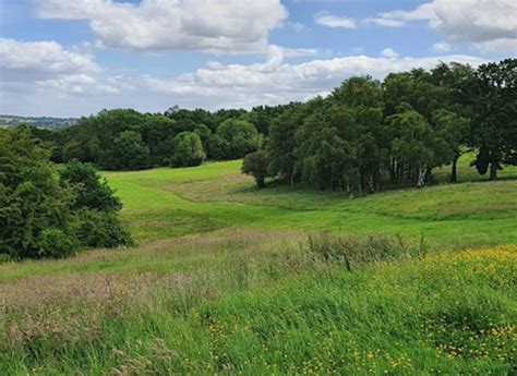 Rewilding Allestree Park | Derbyshire Wildlife Trust