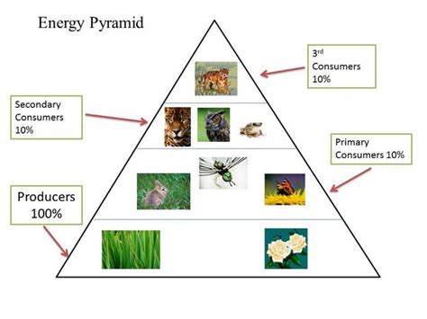 Forest Ecosystem Food Pyramid