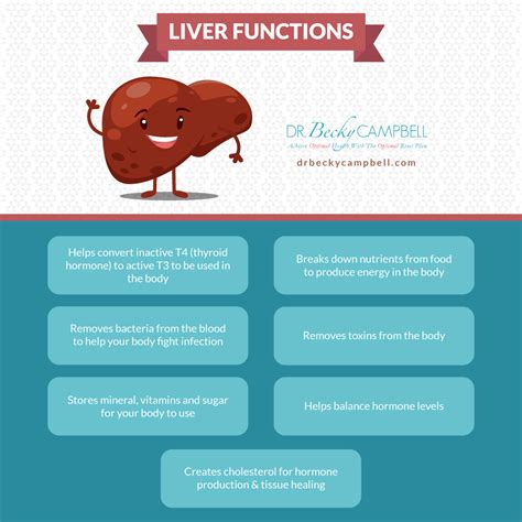 The Liver-Hormone Connection - Dr Becky Campbell