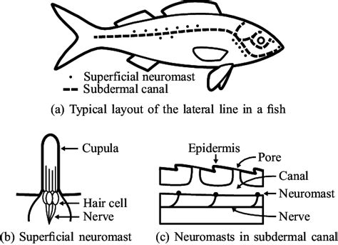 Schematics of lateral line system in fish. | Download Scientific Diagram