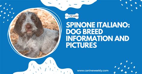 Spinone Italiano: Dog Breed Information And Pictures