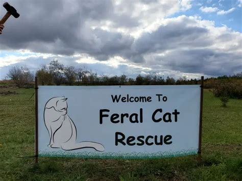 Feral Cat Rescue Has Permanent Home | Country 105