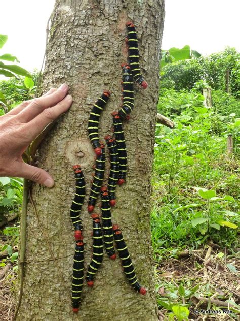 https://flic.kr/p/RPGZhd | Giant Sphinx moth caterpillars, Pseudosphinx ...