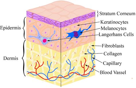 Skin layers and its structure: dermis and epidermis | Download ...