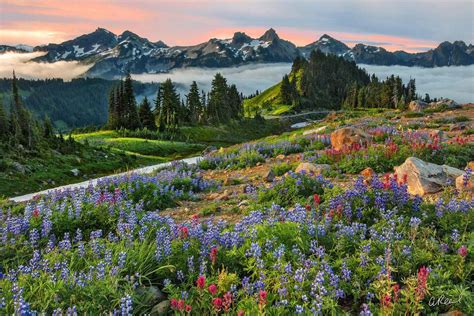 Mount Rainier National Park Photography | Fine Art Prints By Aaron Reed