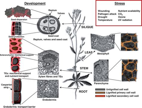 Lignified cell types in higher plants. The role of lignin: as a ...