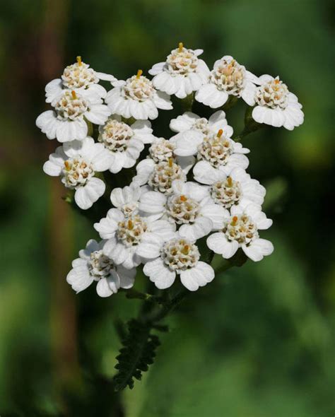 Achillea millefolium: A flowering plant that Achilles carried on the ...