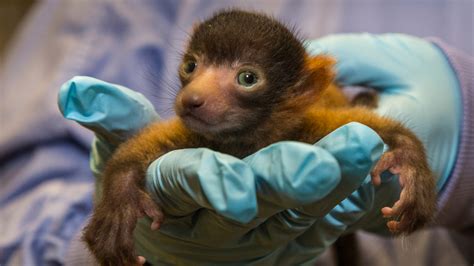 The San Diego Zoo welcomes a rare red ruffed baby lemur | Mashable